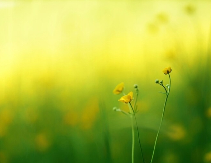 Программа «Оздоровительная» - Санаторий «Горный воздух» Железноводск