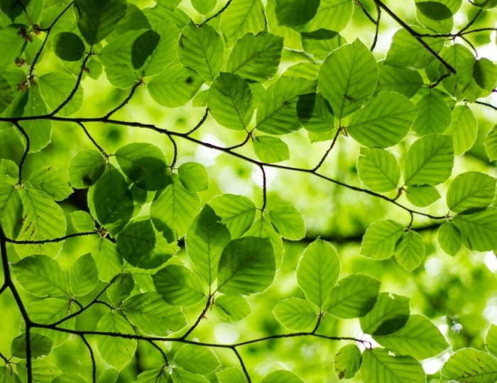 Базовая - Санаторий «Горный воздух» Железноводск